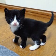 生後1ヶ月すぎ　ハックくん里親募集