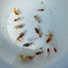 可愛い金魚