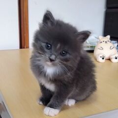 生後1ヶ月すぎ　ベッキーちゃん里親募集