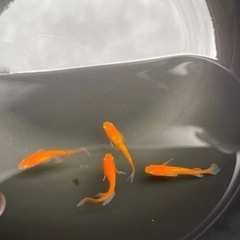 メダカ　紅帝ラメひれ長2ペア