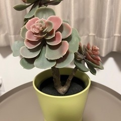 IKEA フェイク観葉植物