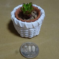 多肉植物①(品種名分かりません)
