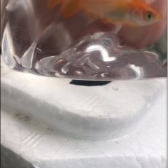 プラチナ牡丹メダカ稚魚10匹