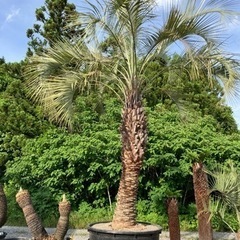 ☆オカシズ☆出品商品です！ SALE!！☆ココスヤシ☆