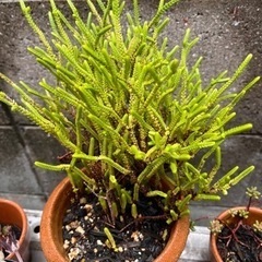 若緑 多肉植物全部