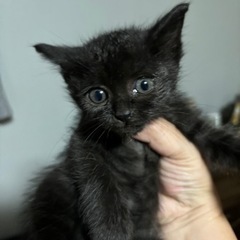 子猫（生後2ヶ月位）一旦〆ます。