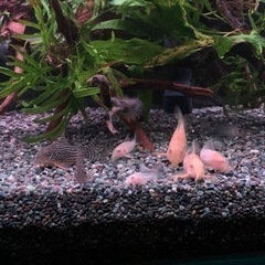 コリドラス　ステルバイ　アルビノステルバイ　10匹セット