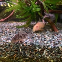 コリドラス　ステルバイ　アルビノステルバイ　10匹セットの画像