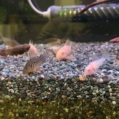 コリドラス　ステルバイ　アルビノステルバイ　10匹セットの画像