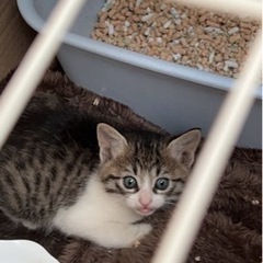 トライアル中　　オスの子猫1匹の里親募集です！