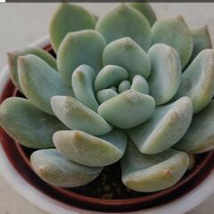 多肉植物🌵やハーブ🌿やってる人いませんか？