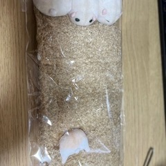 ハムスターが住んでるトイレットペーパーロールストッカー