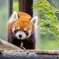 レッサーパンダ大好きな方☺️