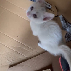 推定２ヶ月の子猫
