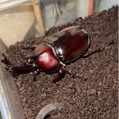 カブトムシ   オス メス 
