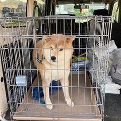 まだまだ現役の12歳柴犬