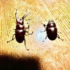 オキナワノコギリクワガタ♂♀ペア💕