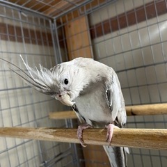 オカメインコ　メス２匹　6〜7歳 - 柳川市