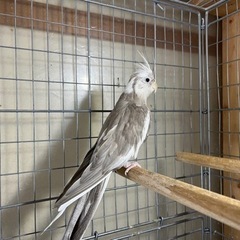 オカメインコ　メス２匹　6〜7歳 - 里親募集