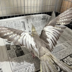 オカメインコ　メス２匹　6〜7歳 − 福岡県