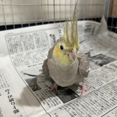 オカメインコ　メス２匹　6〜7歳 - その他