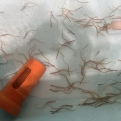ウナギ 熱帯魚 アクアリウム 古代魚 淡水魚