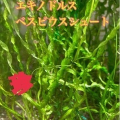 エキノドルス　ベスビウスシュート　5株