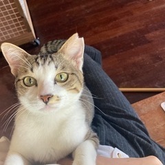 抱っこ大好き甘えん坊のかわいいキジシロ男の子♪