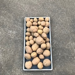 新じゃが（500g）男爵、メークイン、北あかりの画像
