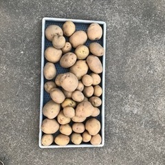 新じゃが（500g）男爵、メークイン、北あかりの画像