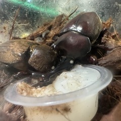 カブトムシ
