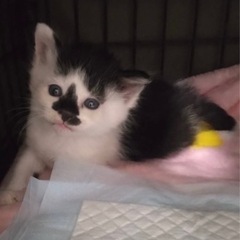 トライアル中です！