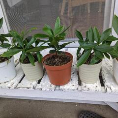 植物