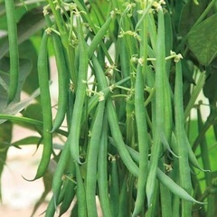 朝摘みインゲン（2袋）