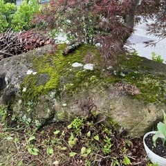 溶岩石　庭石差し上げます。の画像