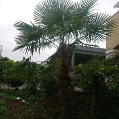 売り物では無く見本　シュロ