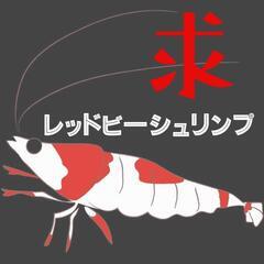 【譲ってください】レッドビーシュリンプ