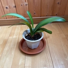 ウケザキクンシラン　値下げ　16　