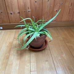 アロエ  値下げ　22