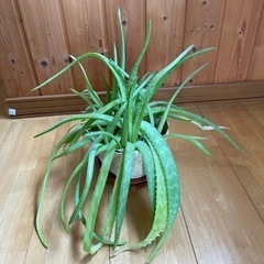 アロエ  値下げ　11