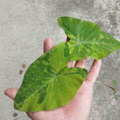 コロカシアライムバリエガータの画像