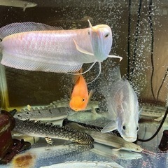 熱帯魚