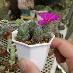 モフモフ多肉 ポーチュラカ 🌺✨の画像