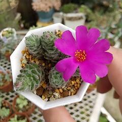 モフモフ多肉 ポーチュラカ 🌺✨の画像