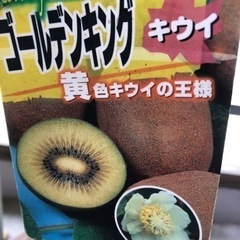 キウイ（黄色）の木