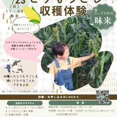 とうもろこし収穫体験