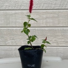 キャットテール苗の画像
