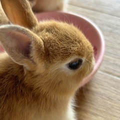 ネザーランドドワーフの赤ちゃん🐰讓渡完了