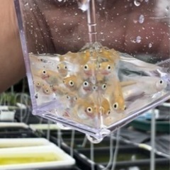 ポニョ　出目目前　めだか