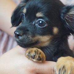 チワックス🐶🐶